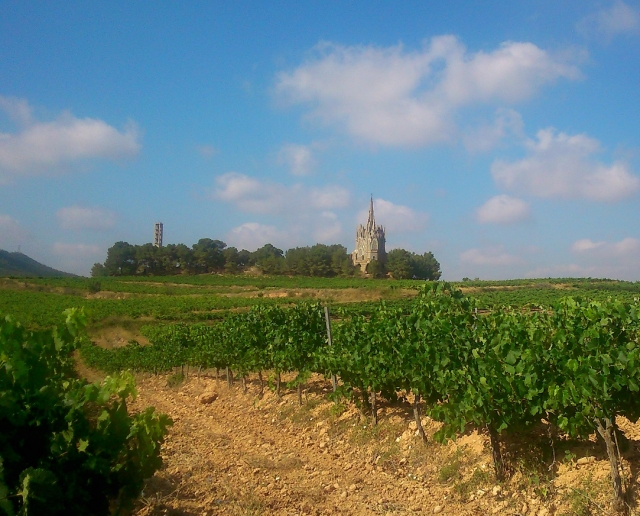  Landschaft zwischen Weinbergen 